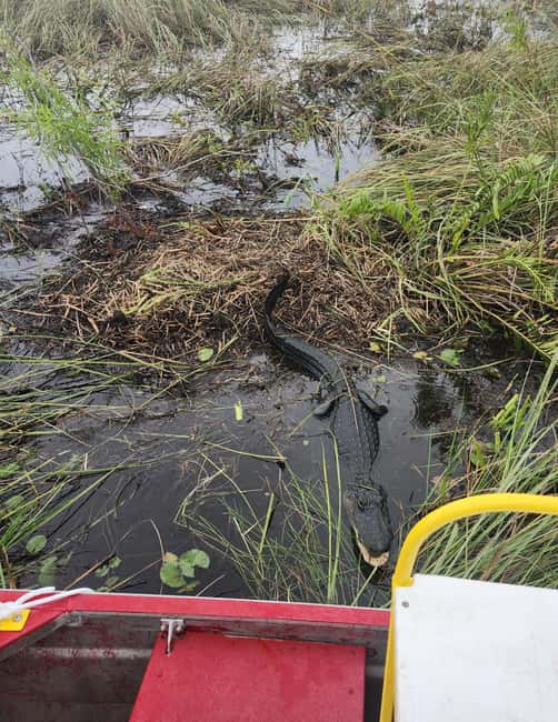 Everglades Eco Airboat Small-Group Tour & 2 Private Islands - After the Boat: Miccosukee Village Time, Crafts, and a Short Guided Walk Through Culture