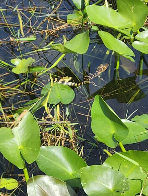 Everglades Eco Airboat Small-Group Tour & 2 Private Islands - What’s Included, What to Bring, and How to Avoid Awkward Moments