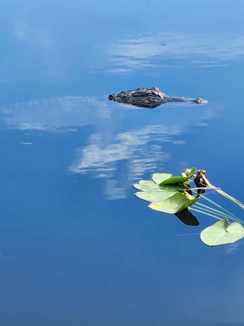 Everglades Eco Airboat Small-Group Tour & 2 Private Islands - The Everglades Photo Stop and Wildlife Window That Actually Feels Like a Start