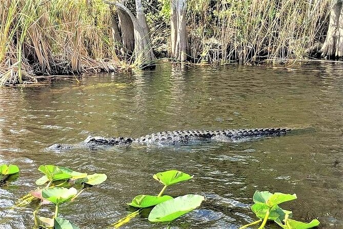Everglades Holiday Park Airboat Tours & Rides - Open viewing, covered boats, and the question of speed