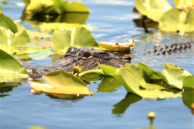 Everglades Holiday Park Airboat Tours & Rides - What to expect from timing, crowds, and group size