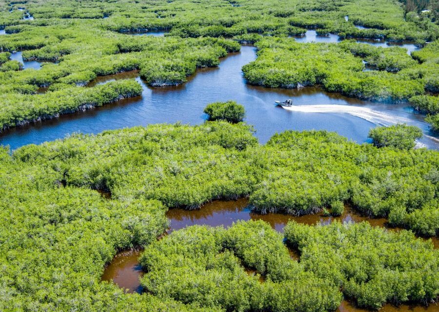 Everglades: Mangrove Maze Airboat Tour and Boardwalk - Key things you should know before you go