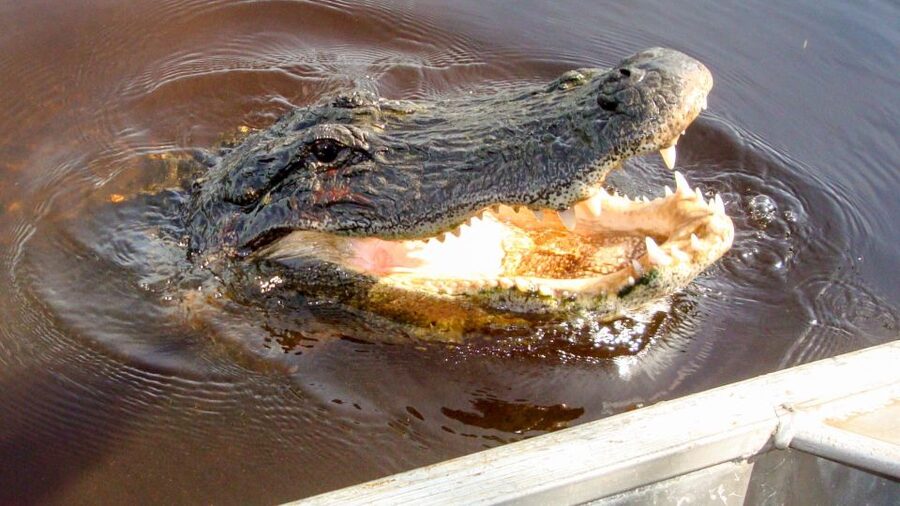 Everglades: Mangrove Maze Airboat Tour and Boardwalk - Entering the Everglades on an airboat, not a brochure