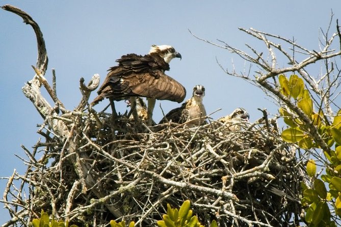 Everglades National Park Biologist Led Adventure: Cruise, Hike + Airboat - Oasis Visitor Center: a short stop for bigger reptiles