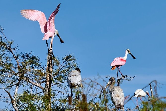 Everglades National Park Biologist Led Adventure: Cruise, Hike + Airboat - Smallwood Store: Old Florida trading history, still family-owned