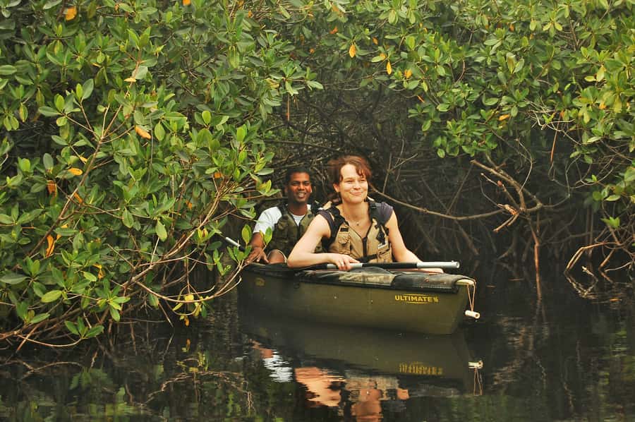Everglades National Park: Mangrove Tunnel Kayak Eco-Tour - Key things that make this tour worth your time