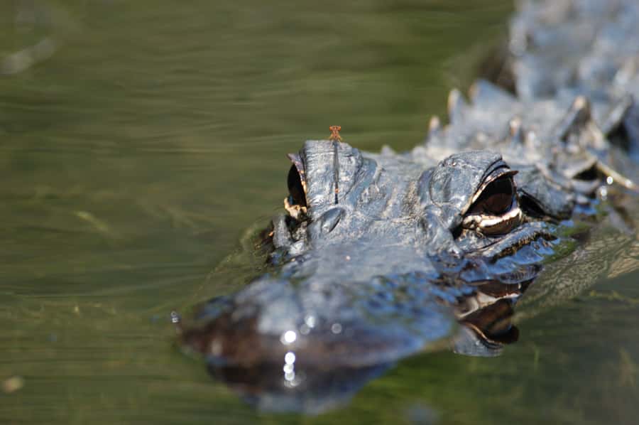 Everglades National Park: Mangrove Tunnel Kayak Eco-Tour - Your “see-it-up-close” Everglades mangrove kayak route