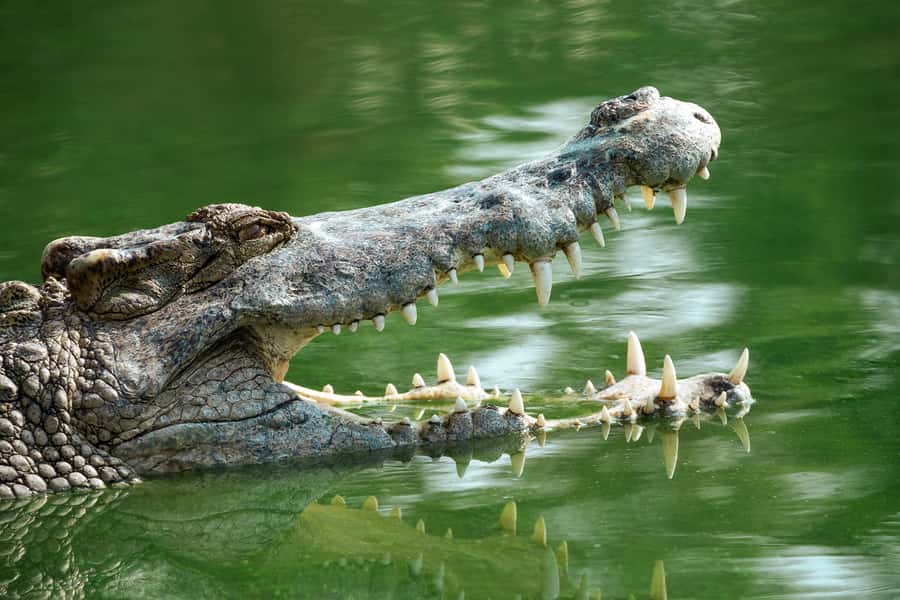Everglades National Park: Mangrove Tunnel Kayak Eco-Tour - Wildlife spotting: who you might see and how to watch for them