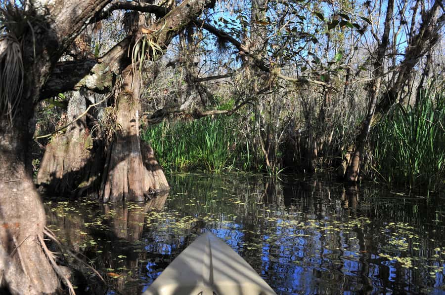 Everglades National Park: Mangrove Tunnel Kayak Eco-Tour - Price and value: what $109 for 3 hours really buys