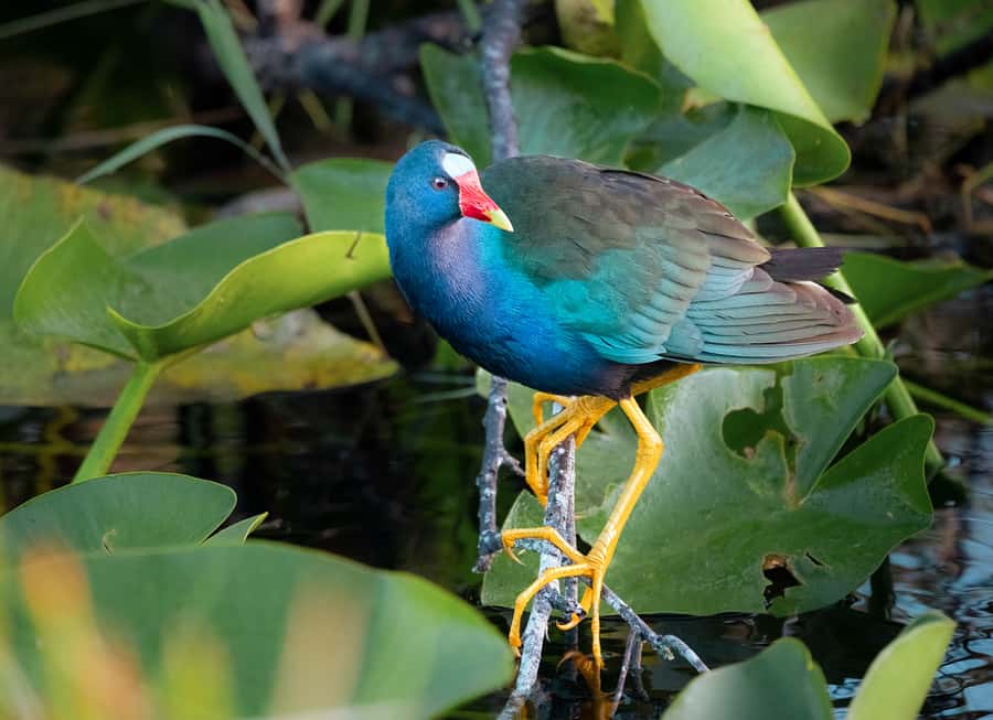 Everglades National Park: Mangrove Tunnel Kayak Eco-Tour - Should you book this Everglades mangrove tunnel kayak tour?
