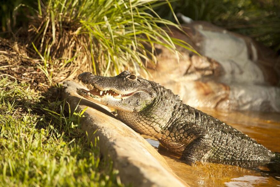 Everglades: Sawgrass Park Day Time Airboat Tour & Exhibits - The Alligator and Reptile Exhibit, Including a Baby Alligator Touch