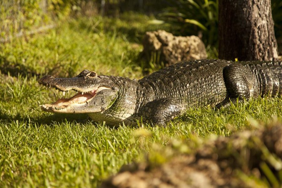 Everglades: Sawgrass Park Day Time Airboat Tour & Exhibits - Seminole Stories and Everglades Ecology From Your Captain