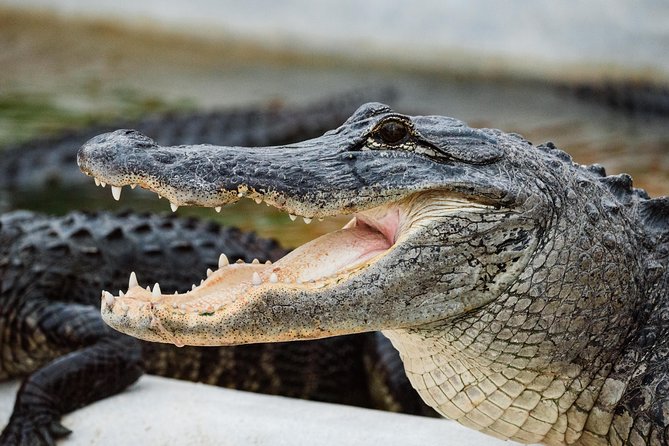 Everglades VIP Airboat Tour with Transportation Included - The onboard narration: what it adds beyond the ride