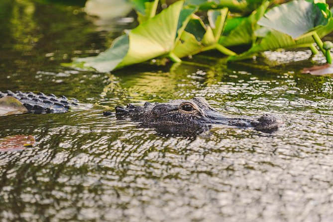 Everglades VIP Airboat Tour with Transportation Included - Alligator show, food, and drinks: what is and is not included
