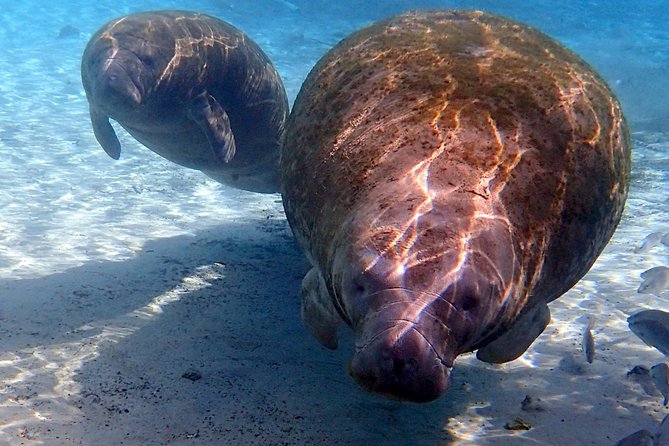Exclusive Small Group VIP Heated Manatee Snorkel Tour - Crystal River manatees, done the gentle way