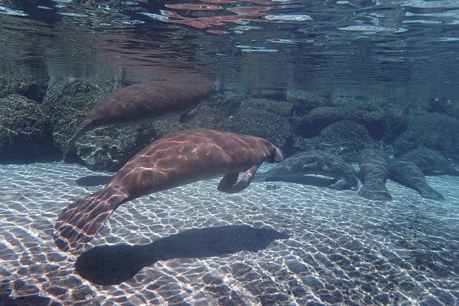 Exclusive Small Group VIP Heated Manatee Snorkel Tour - Underwater photos and the option to buy keepsakes