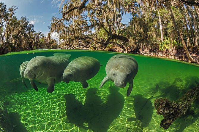 Exclusive Small Group VIP Heated Manatee Snorkel Tour - Your VIP small-group advantage in a max 6 setup