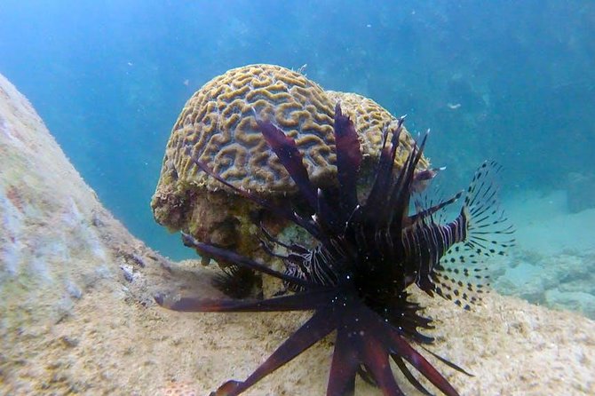 First-Time Scuba Diving in Honolulu + Free Videos - Small-Group Lessons With Instructors Like Alex, Nick, and Danny