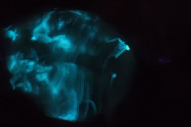 Florida Bioluminescence Kayaking Tour (Titusville) - Bioluminescence Reality Check: What the Glow Actually Looks Like