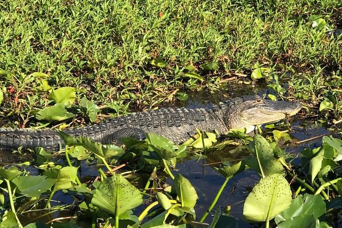 Florida Everglades Airboat Tour and Wild Florida Admission with Optional Lunch - What Life Jackets, Ear Protection, and Safety Really Mean Here