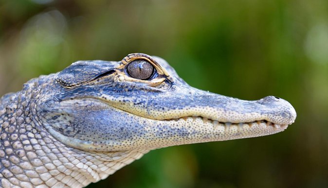 Florida Everglades Airboat Tour and Wild Florida Admission with Optional Lunch - Optional Half-Day BBQ Upgrade at Chomp House Grill