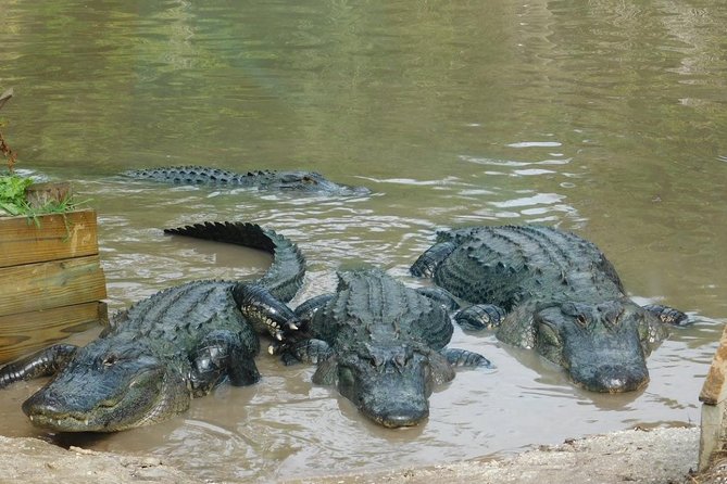Florida Everglades Airboat Tour and Wild Florida Admission with Optional Lunch - The Airboat Ride Through 4,200 Acres of Protected Wetlands