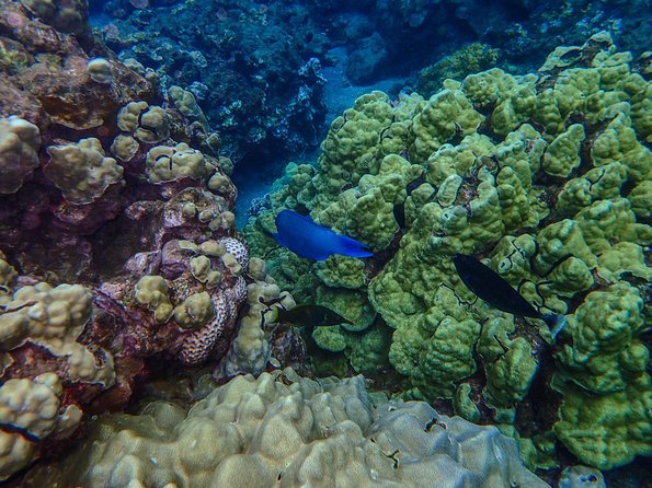 Four Winds Molokini Snorkeling Tour from Maalaea Harbor - Lunch, Drinks, and That On-Board Energy Boost