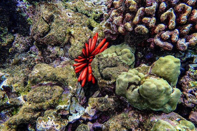 Four Winds Molokini Snorkeling Tour from Maalaea Harbor - Price and Value: What $202.59 Buys You