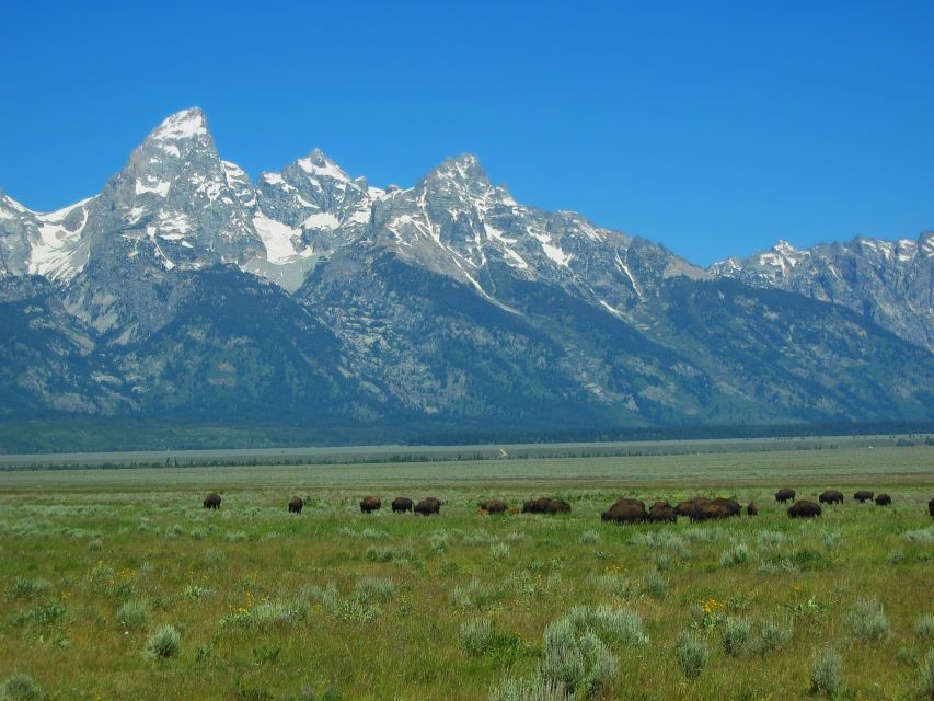 From Jackson: Half-Day Grand Teton National Park Tour - Moose Junction to the Park Loop Road: Switching From “Watch” to “Discover”