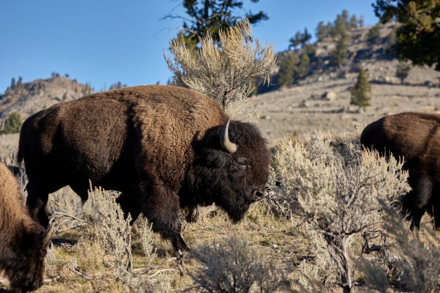From Jackson: Half-Day Grand Teton National Park Tour - Oxbow Bend and Snake River Overlook: The “Stop and Focus” Moments