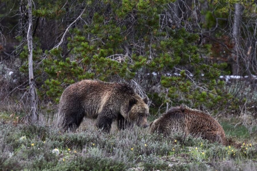 From Jackson: Half-Day Grand Teton National Park Tour - Wildlife You Might See, and Why the Guide Matters