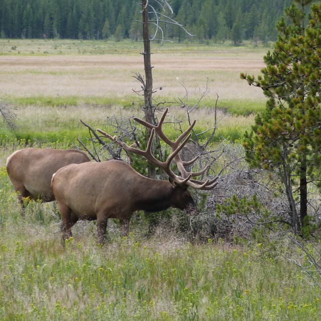 From Jackson: Half-Day Grand Teton National Park Tour - Geology and Ecosystem Talk That Actually Connects to the Views