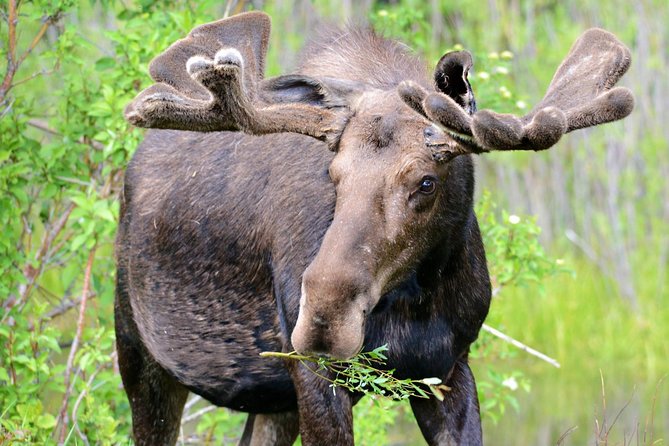From Jackson Hole: Yellowstone Old Faithful, Waterfalls and Wildlife Day Tour - The guide matters most: stories, wildlife spotting, and photo help