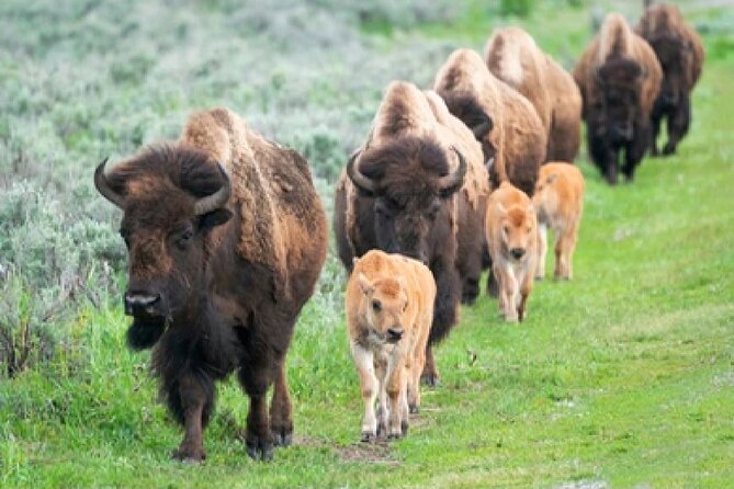 From Jackson Hole: Yellowstone Old Faithful, Waterfalls and Wildlife Day Tour - Who this tour fits best, and who might want a different plan