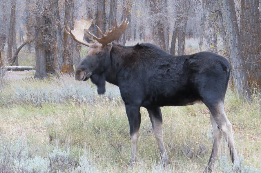 From Jackson: Yellowstone Day Tour Including Entrance Fee - Transport, Time, and What 750 Minutes Really Feels Like