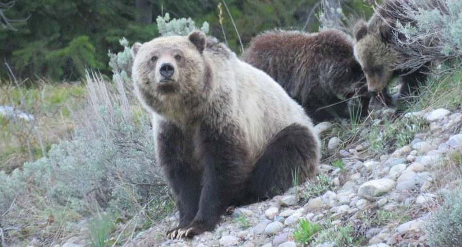 From Jackson: Yellowstone Day Tour Including Entrance Fee - A One-Day Rhythm From Jackson to Grand Teton to Yellowstone