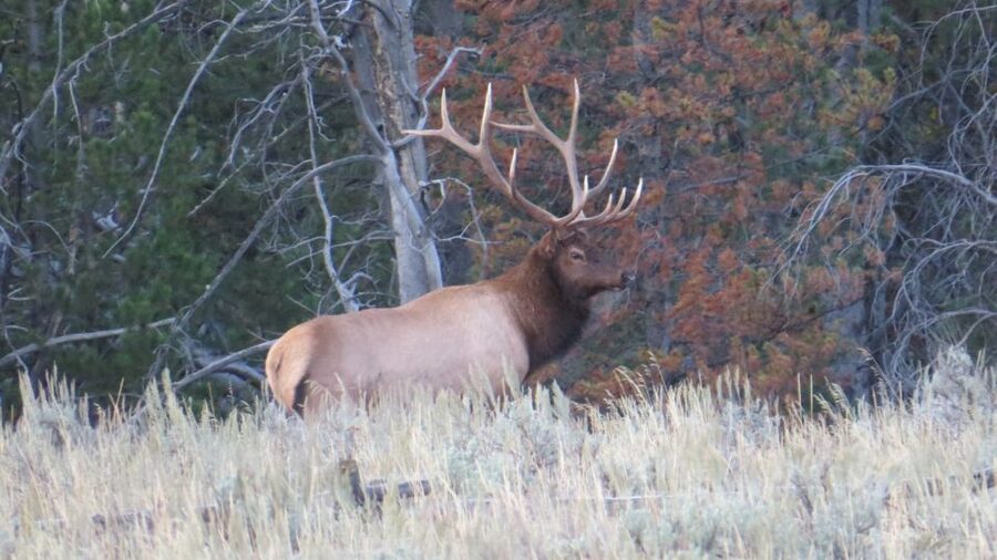 From Jackson: Yellowstone Day Tour Including Entrance Fee - Hayden Valley and Yellowstone Lake: Wildlife Viewing With Backup