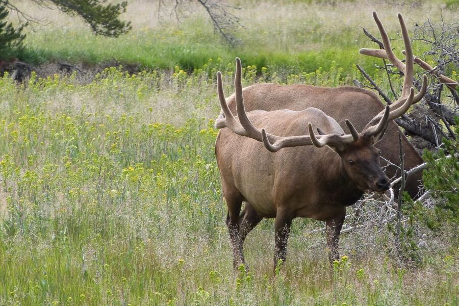 From Jackson: Yellowstone National Park Day Trip with Lunch - Short hikes, boardwalks, and how the walking really works