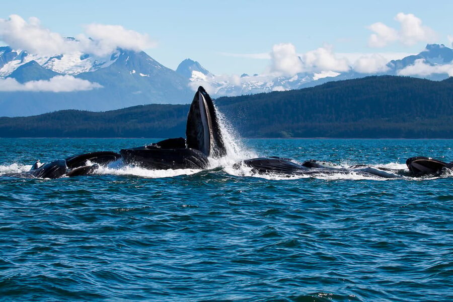 From Juneau: Whale Watching Cruise with Snacks - Starting Point at 490 S Franklin St, Then Off to Auke Bay