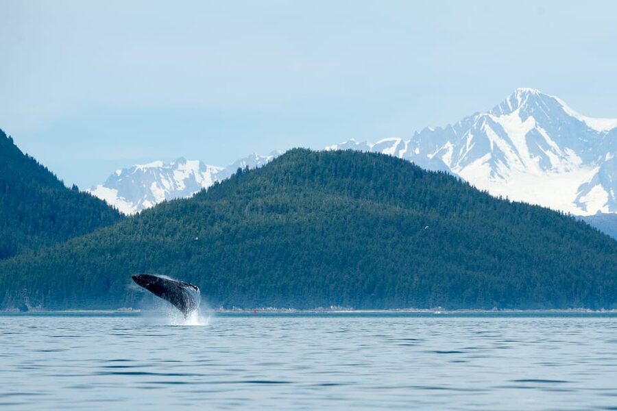 From Juneau: Whale Watching Cruise with Snacks - Two Hours on the Water: Favorite Channel, Stephens Passage, Lynn Canal