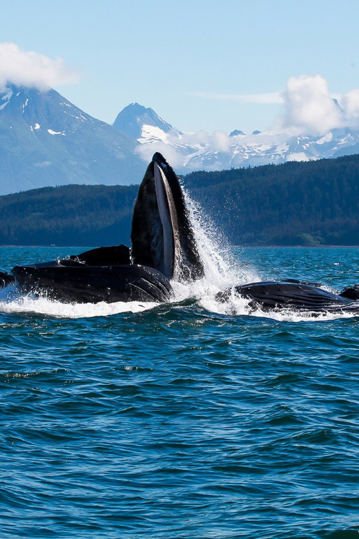 From Juneau: Whale Watching Cruise with Snacks - Jet Boat Comfort, Warm Drinks, and Snacks That Save You