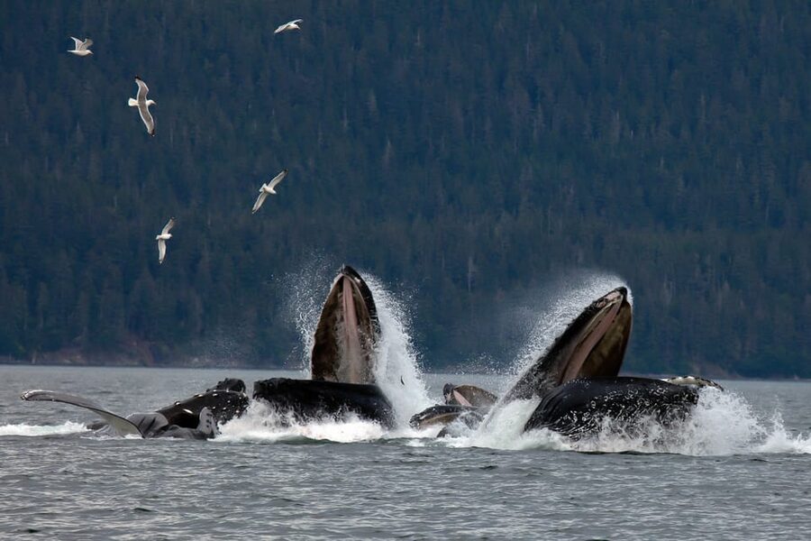 From Juneau: Whale Watching Cruise with Snacks - Price and Value: What $154 Per Person Really Covers