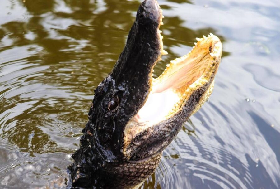 From Lafitte: Swamp Tours South of New Orleans by Airboat - The Airboat Route: Open Water Speed and Tight Canal Runs