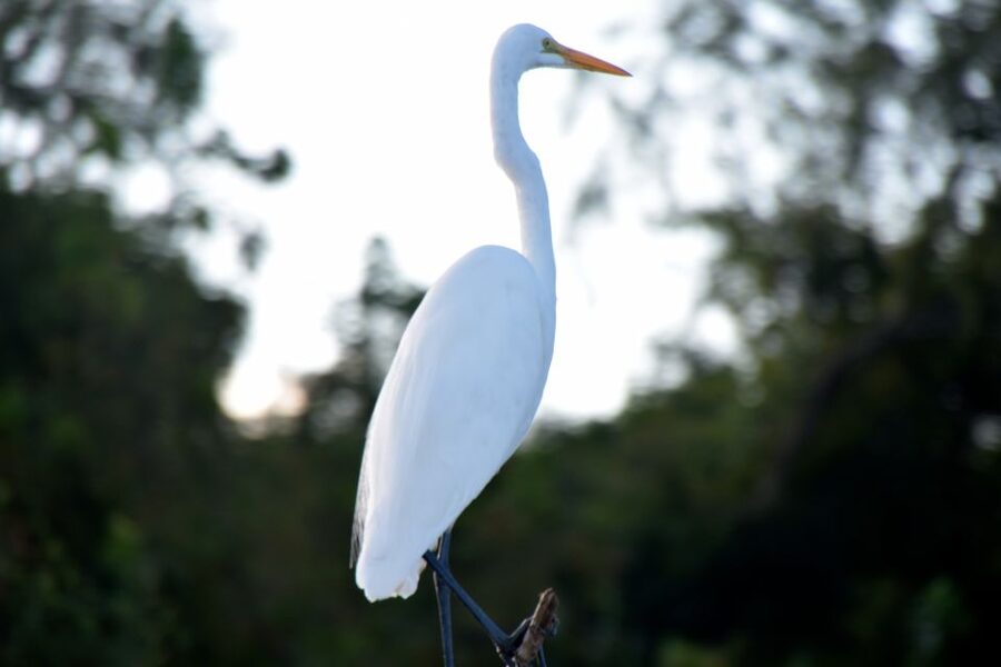 From Lafitte: Swamp Tours South of New Orleans by Airboat - How the Tour Timing Actually Works (105 Minutes to 4 Hours)