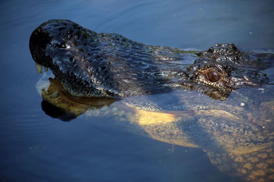 From Lafitte: Swamp Tours South of New Orleans by Airboat - Who This Airboat Tour Is Not For (And Who It Fits Perfectly)