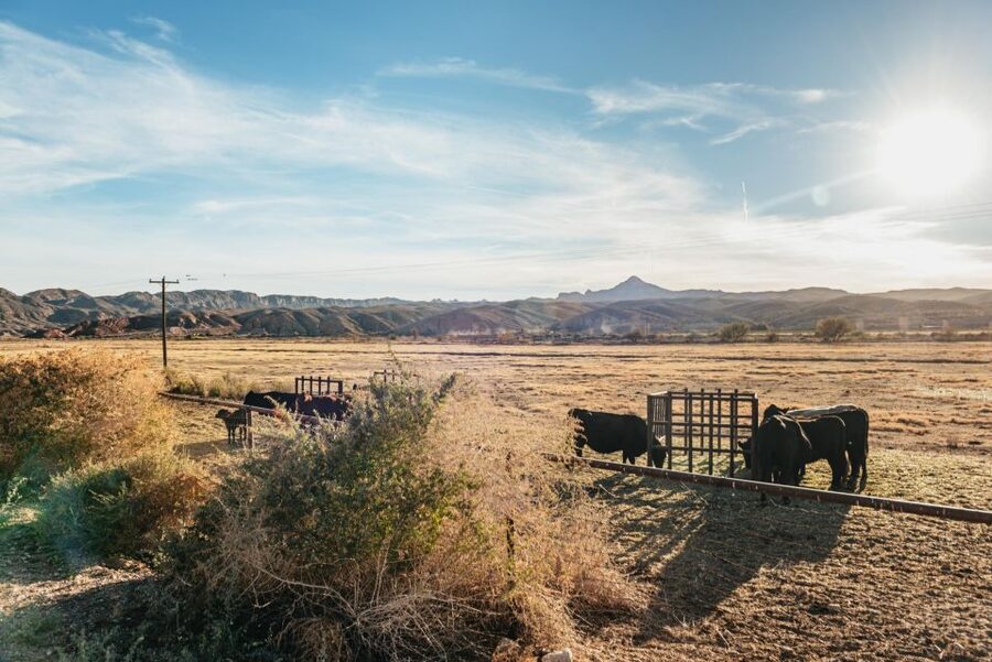 From Las Vegas: Desert Sunset Horseback Ride with BBQ Dinner - Price and value: what $159 really buys you