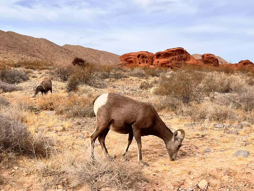 From Las Vegas: Valley of Fire State Park Guided Day Tour - Pickup, ride time, and how the day flows in 6 hours