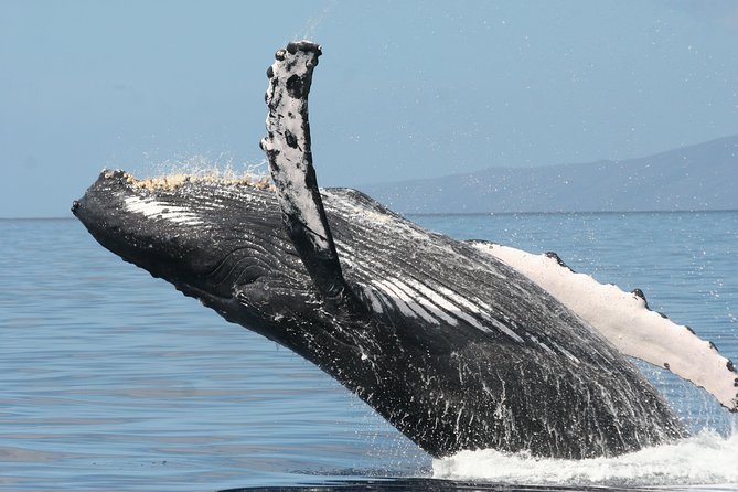 From Maalaea: Whale Watching Tour Aboard the Quicksilver - Captain routing, turns, and how you get better whale views