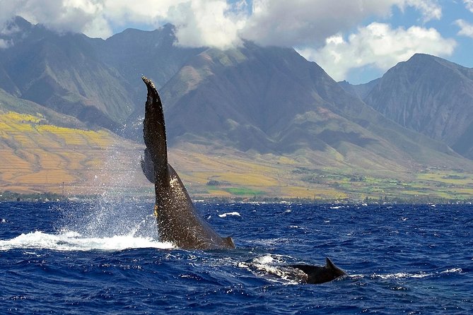 From Maalaea: Whale Watching Tour Aboard the Quicksilver - The 2-hour flow: from Maalaea out to whale sightings and back