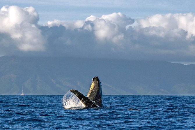 From Maalaea: Whale Watching Tour Aboard the Quicksilver - Price and value: how $49.95 stacks up